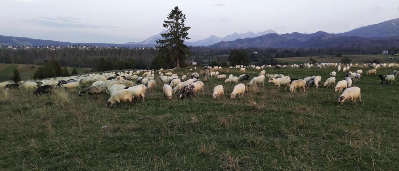 Apartament Zakopane Willa Hrube Parter Z Tarasem I Kominkiem Exteriér fotografie